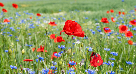 Obraz premium Mohnblumen