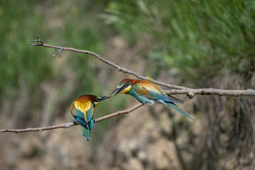 Bienenfresser, Kaiserstuhl