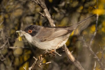sylvia melanocephala, samtkopfgrasmücke