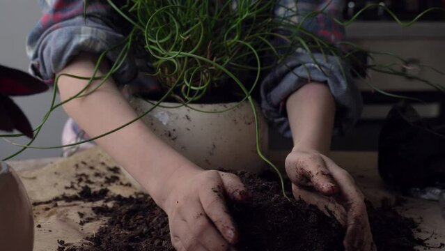 Children's hands transplant a flower