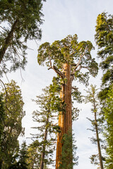 Winter in Sequoia National Park, United States Of America