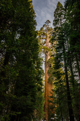 Fototapeta na wymiar Winter in Sequoia National Park, United States Of America