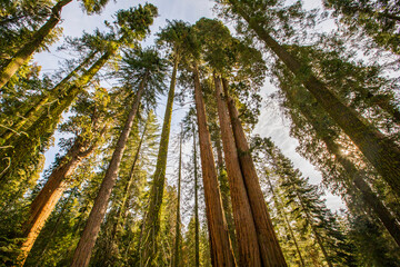 Fototapeta premium Winter in Sequoia National Park, United States Of America
