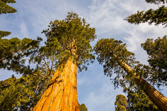 Winter in Sequoia National Park, United States Of America © Alberto Gonzalez 