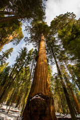 Fototapeta premium Winter in Sequoia National Park, United States Of America