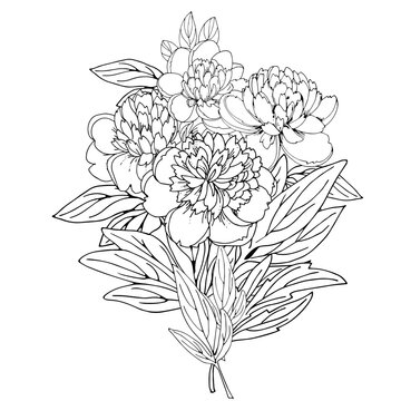 bouquet of flowers peony black and white linear image coloring page