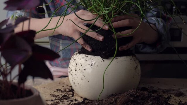 Children's hands transplant a flower