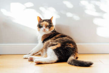 Multicolor pleased, well-fed cat pet sitting like human with its body squashed as she is fully relaxed near wall on the wooden parquet floor. Funny fluffy cat in cozy home atmosphere. Selective focus. - obrazy, fototapety, plakaty