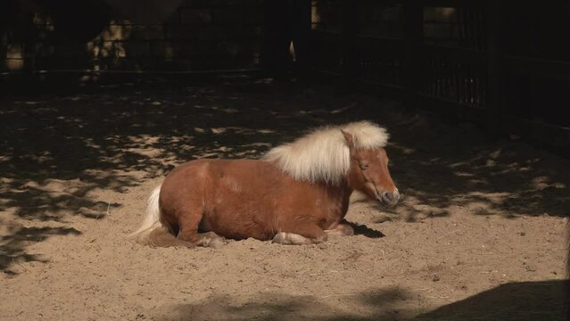 Brown little cute pony eats grass in a paddock on a farm on a sunny summer day