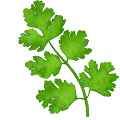 coriander leaves and stalks watercolor hand drawn