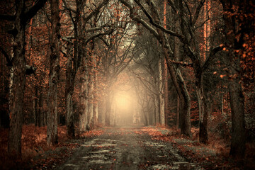 Krajobraz jesienny. Mglisty poranek w lesie