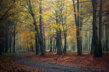 Fototapeta premium Krajobraz jesienny. Promienie słońca i mglisty poranek w lesie