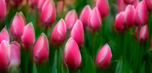 Colorful Tulips at Festival Spring Beautiful Colors Delicate Flowers