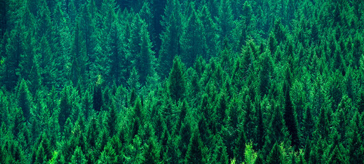 Fototapeta na wymiar Lush Green Pine Forest on Mountainside Healthy Environment