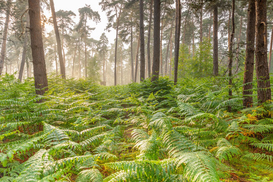 Averse de pluie en For&ecirc;t d'Ermenonville