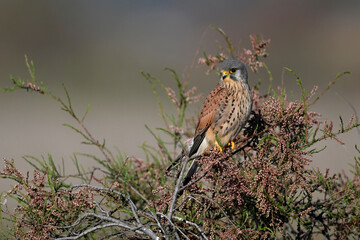 Common kestrel // Turmfalke (Falco tinnunculus) - Greece