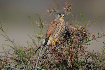 Common kestrel // Turmfalke (Falco tinnunculus) - Greece