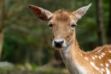 deer close-up