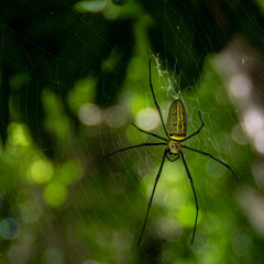 Nephila pilipes.
I present you this spider in all its splendor. Giant golden orb spiders are...