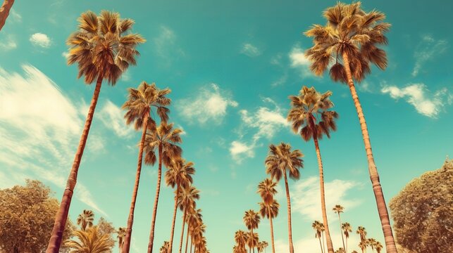 Redeo Los Angeles Vintge Palm Trees Vintage - clear summer skies generative ai
