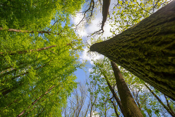 Krajobraz leśny. Zielone drzewa - obrazy, fototapety, plakaty