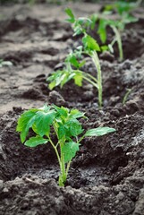 Tomato seedlings. Growing tomatoes. Homemade organic farm tomatoes.
