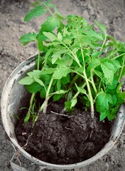 Tomato seedlings. Growing tomatoes. Homemade organic farm tomatoes.