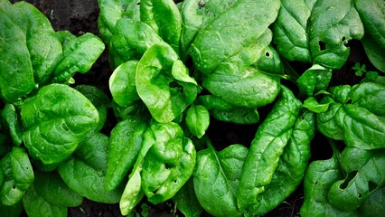 Fresh green Spinach. Gardening.Cultivation of vegetables.