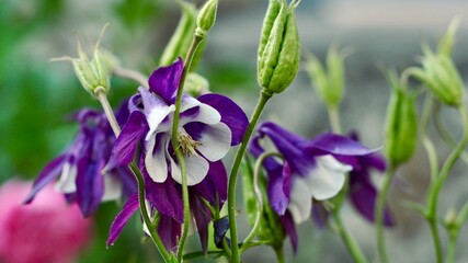 Purple spring flowers are blooming in the garden. Campanula flowers