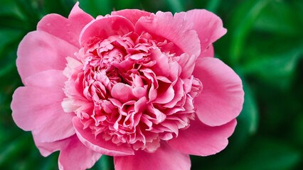 Blooming pink peony in the garden. Pink peony bud. Floral background.