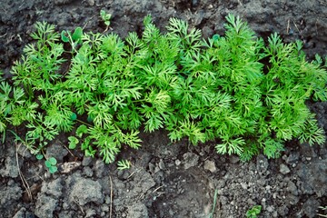 Fresh green parsley. Gardening.Cultivation of vegetables.