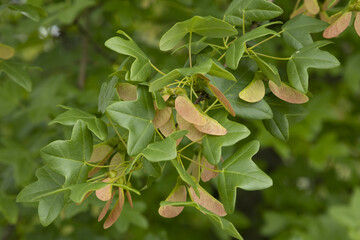 Graine d'Acer monspessulanum