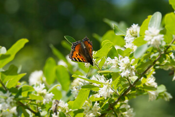Small Tortoiseshell Butterfly (Aglais urticae) sitting on a flowering hedge in Zurich, Switzerland