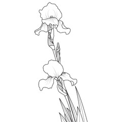 Line art iris flower on white background, vector illustration