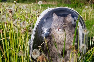 A cat in a transparent backpack