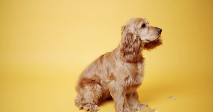 English cocker spaniel sits and poses and barks, after eat on a yellow background. Dog's Birthday. The pet sits with its head up and looks at the camera. 