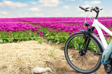 Dutch countrisode bicycle tour scenic view of rows of bright colorful blooming tulips flower field in Europe. Dutch floral commercial plantation bulb growing. Beautiful natural Netherlands landscape