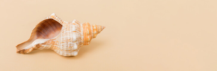 Beach seashells on colored background. Mock up with copy space