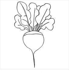 turnip radish beetroot black and white linear image for coloring