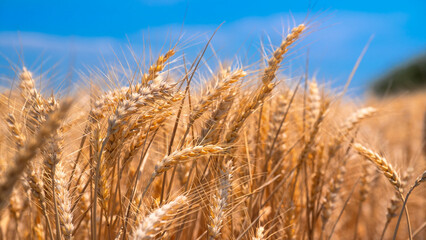 Golden wheat rye landscape in sun day. Golden harvest background. Bread plant agriculture farm cereal crop in sunset
