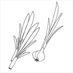 green onion black and white linear image for coloring