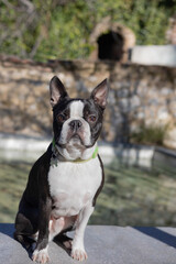 Lovely boston terrier sitting in park