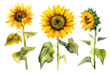 set of sunflowers on a white background, AI Generative AI