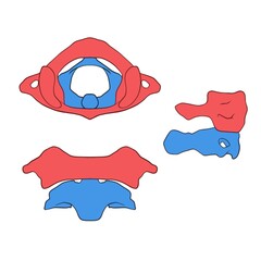 cervical vertebrae, atlas and axis