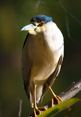 El martinete común (Nycticorax nycticorax) ​ es una especie de ave pelecaniforme de la familia Ardeidae ​ ampliamente distribuida por Eurasia, África y América