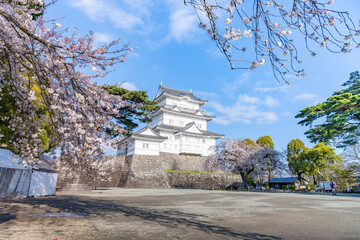 Fototapeta na wymiar 神奈川県小田原市　小田原城と桜の風景