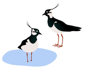 Set of Northern lapwing (Vanellus vanellus). Peewit, pewit, tuit, tewit is standing in the water and on the ground. Green plover, pyewipe isolated on white background. Vector illustration.