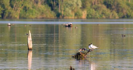 Beautiful close-up of a family of  black-headed gulls