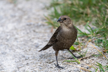 Female brown-headed cowbird standing on edge of gravel path