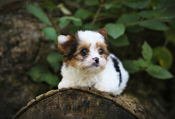 Biawer Yorkshire Terrier puppy in nature.